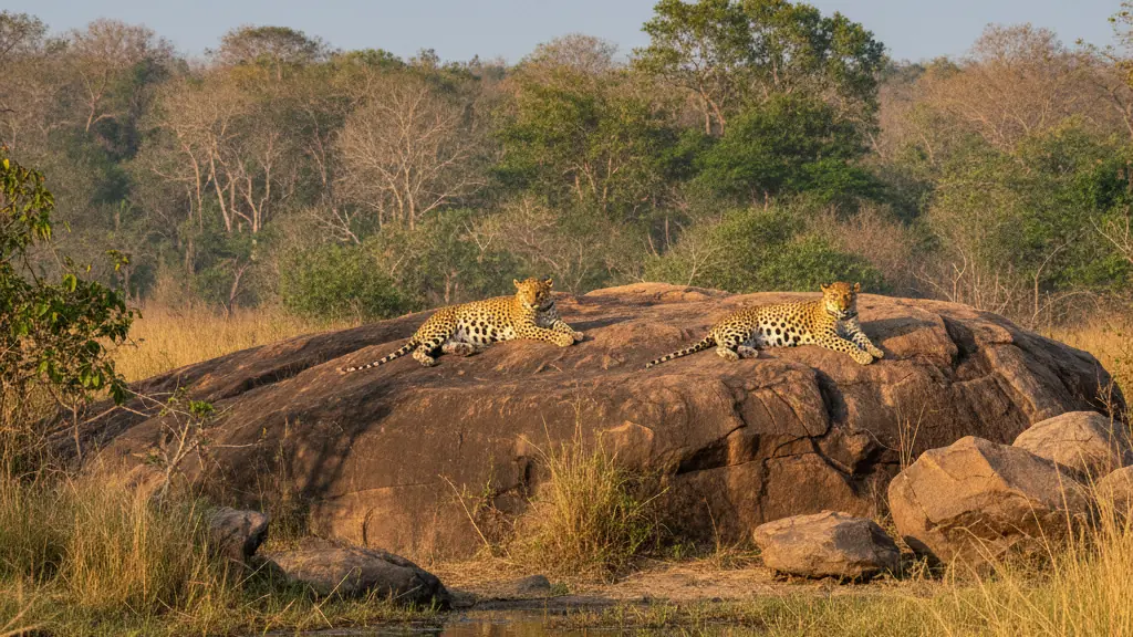 Yala National Park's leopards resting on sun-baked rocks near watering holes.