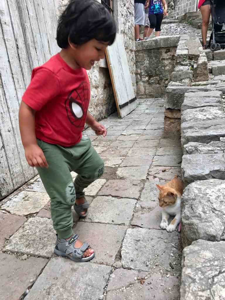 Aarav playing with the cats in Kotor
