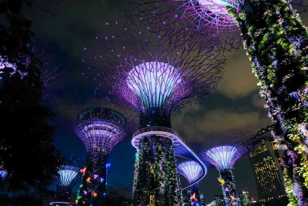 The Supertree Grove light show at night
